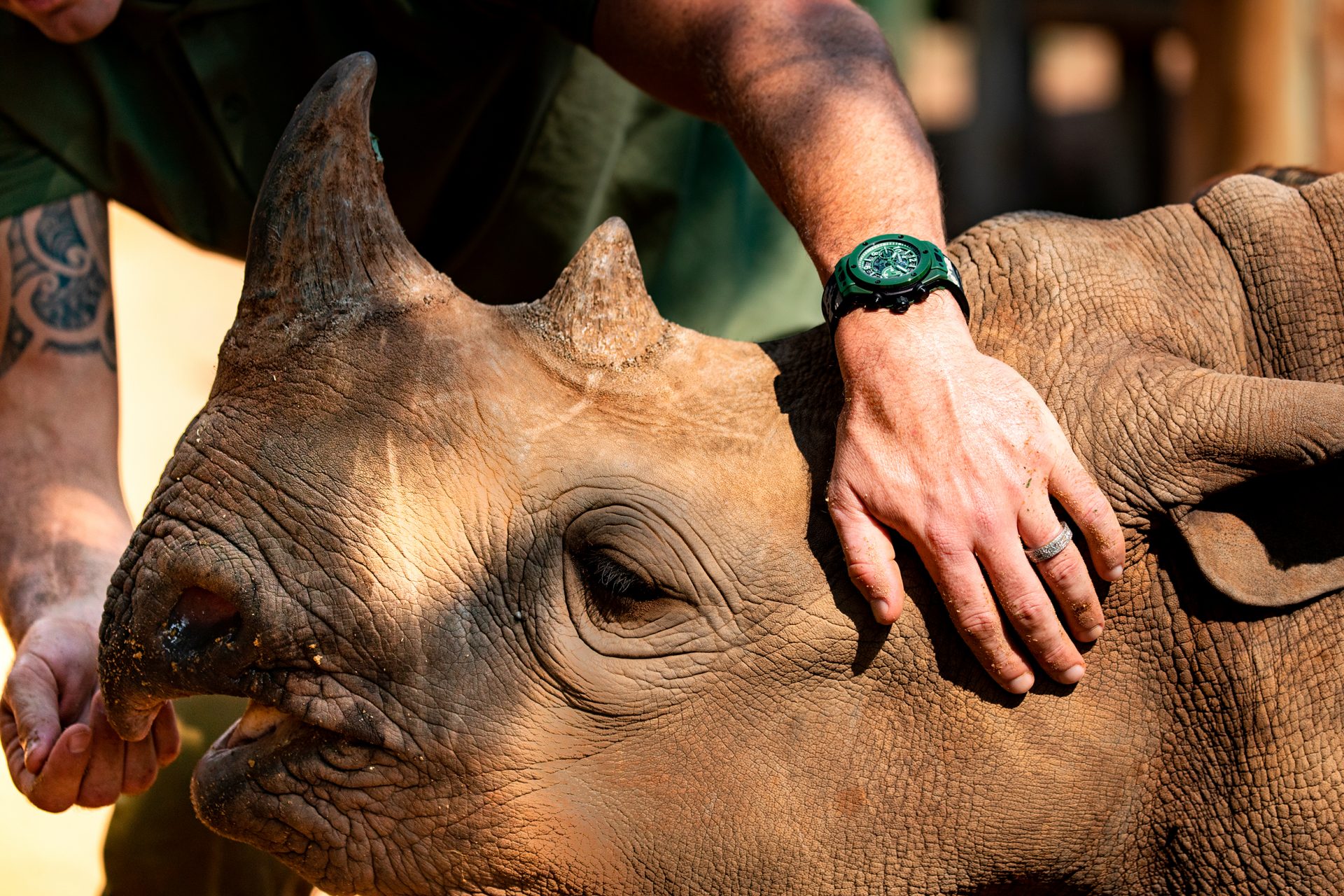 Un joven rinoceronte en la fundación SORAI