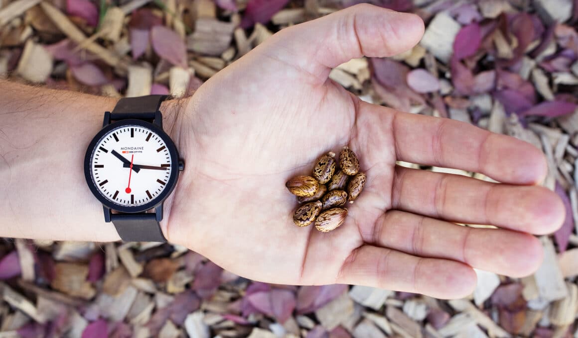 Reloj SBB essence con semillas de ricino