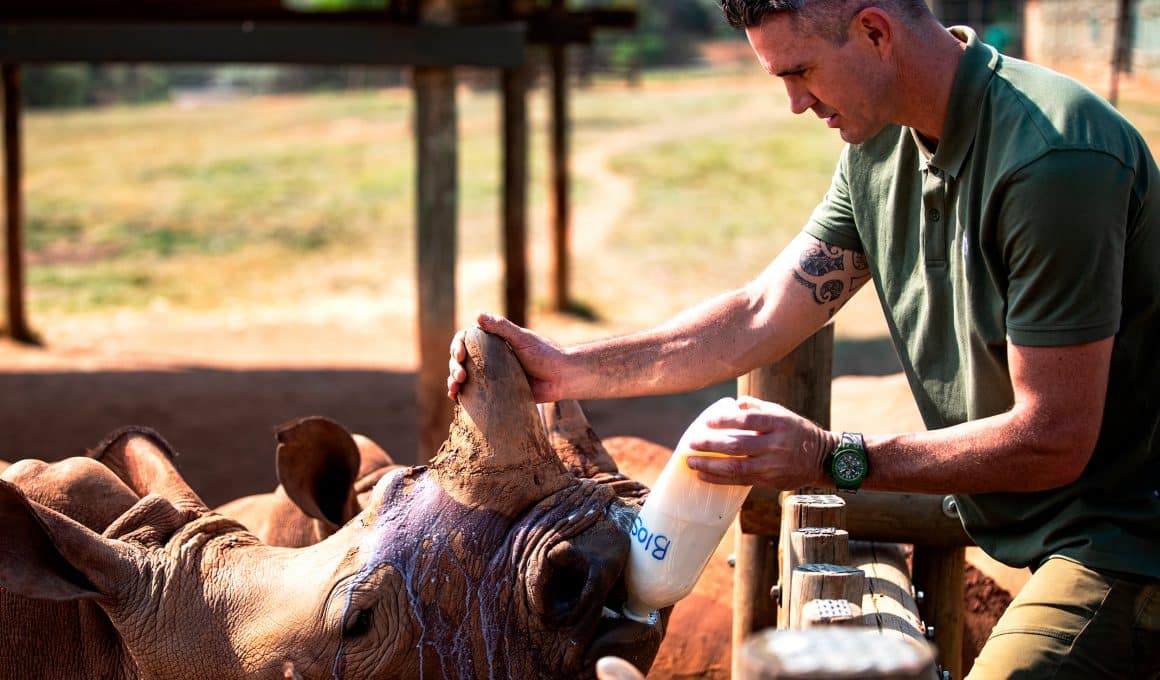 Kevin Pietersen da de beber a un rinoceronte en SORAI